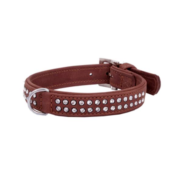 Dog Collars