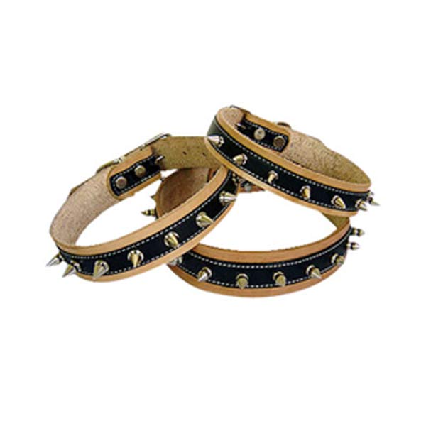 Dog Collars